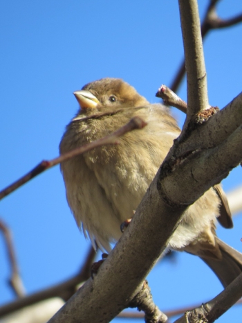 Cold puffed out sparrow in Central Park 1-9-15 photo by Jamie Koufman