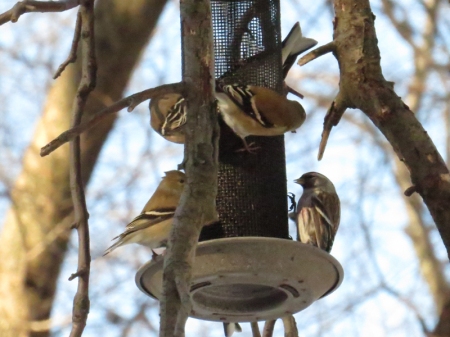 Golfinches and Common Redpoll Central Park 1-25-15 jamiesbirds