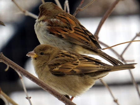 Sparrows in Central Park 1-9-15 photo by Jamie Koufman