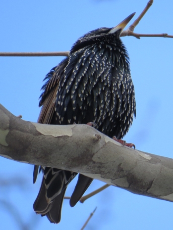 Starling in Central Park dd 1-9-15 photo by Jamie Koufman