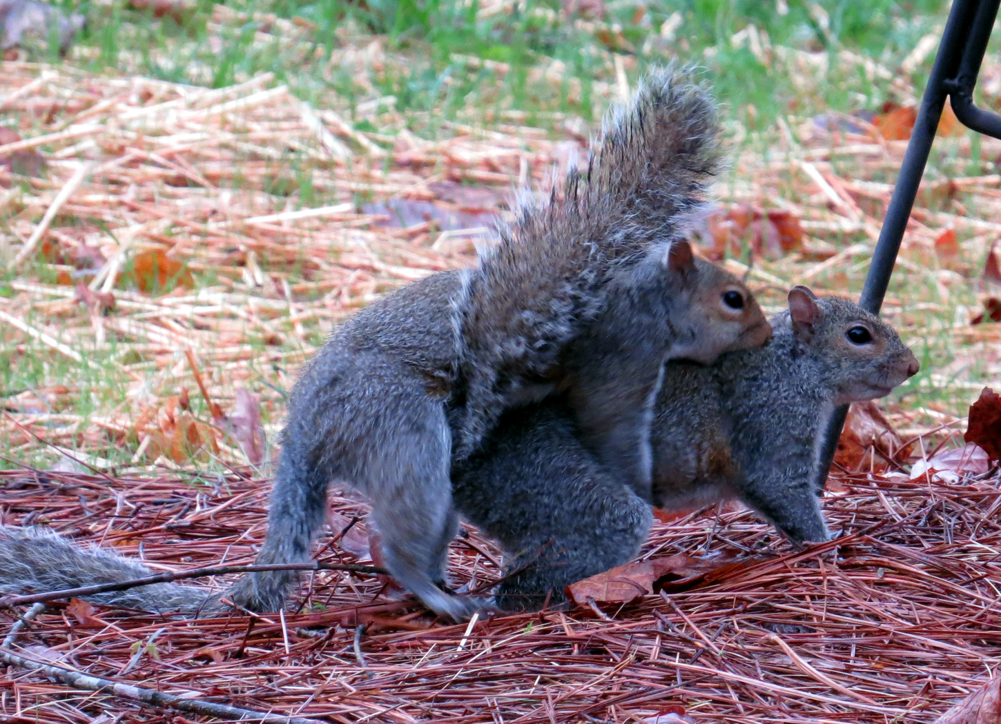 When do squirrels mate?